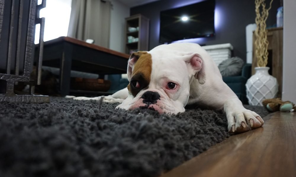 carpet-cleaning-san-gabriel-valley