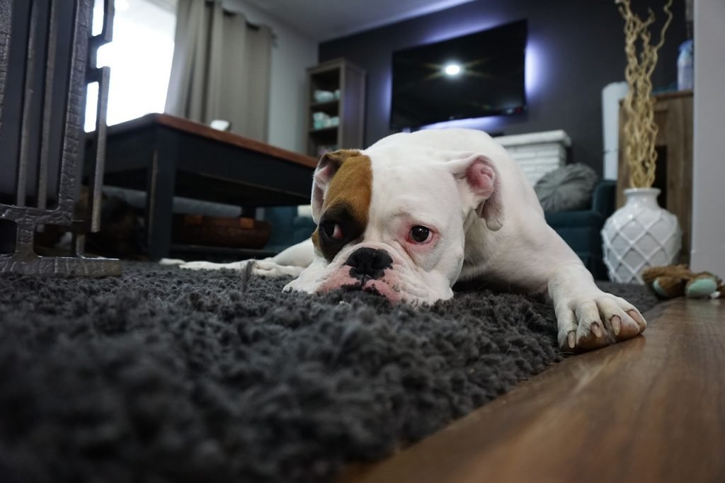 Advice To Consider When Getting the Carpets Cleaned